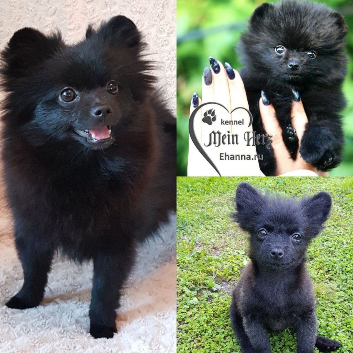 Померанский шпиц мишка черный