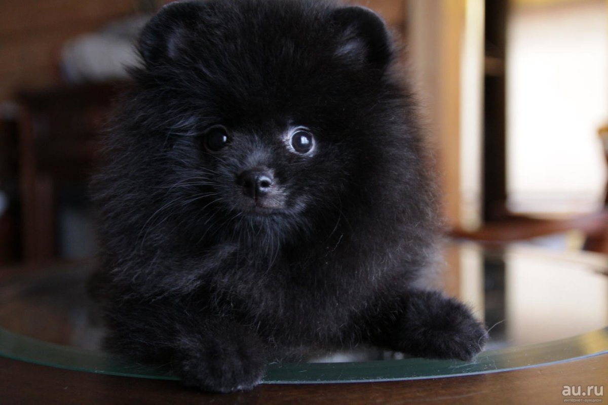 Пяти месячный чёрный шпиц