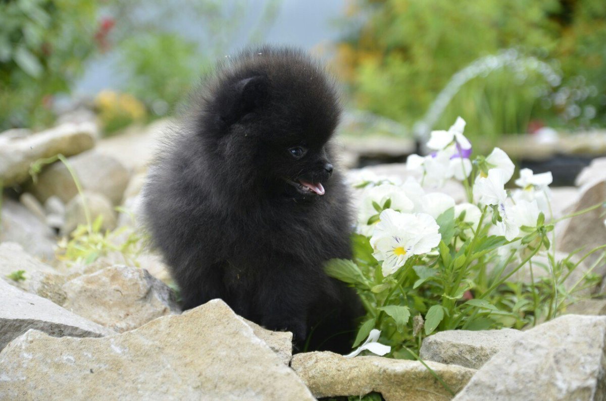 Померанский шпиц груминг