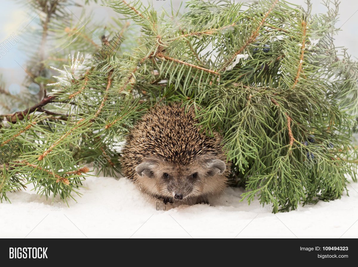 Еж в зимнем лесу