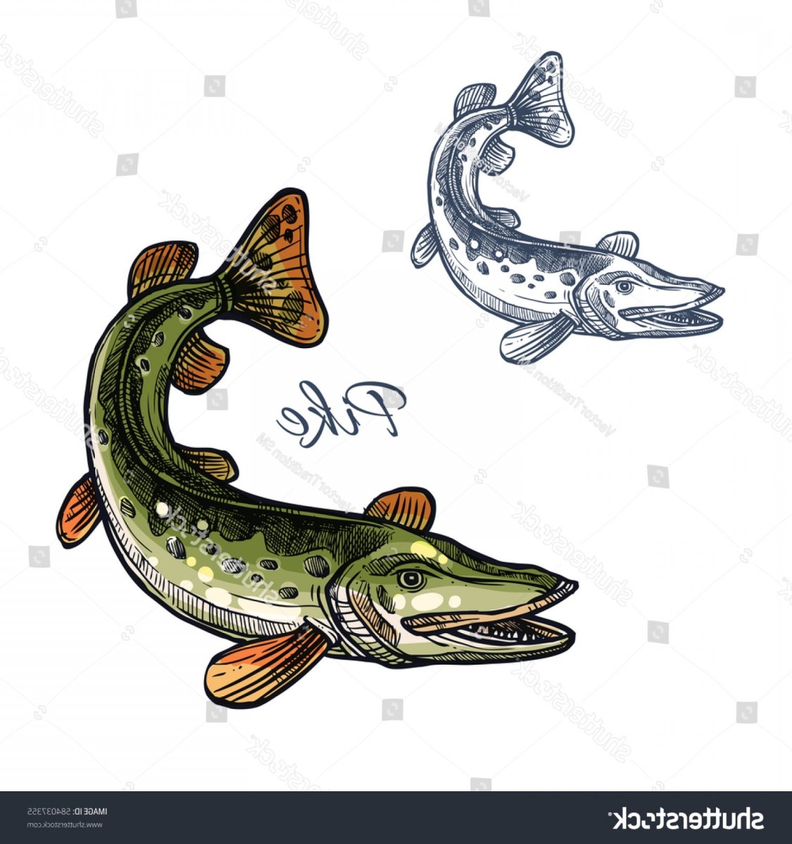 Щука вектор для детей