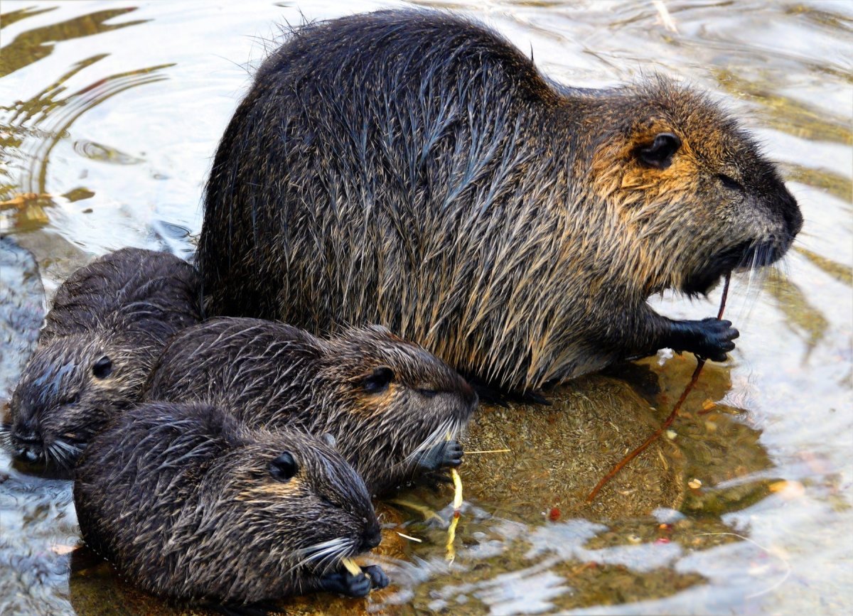 Степной сурок Байбак