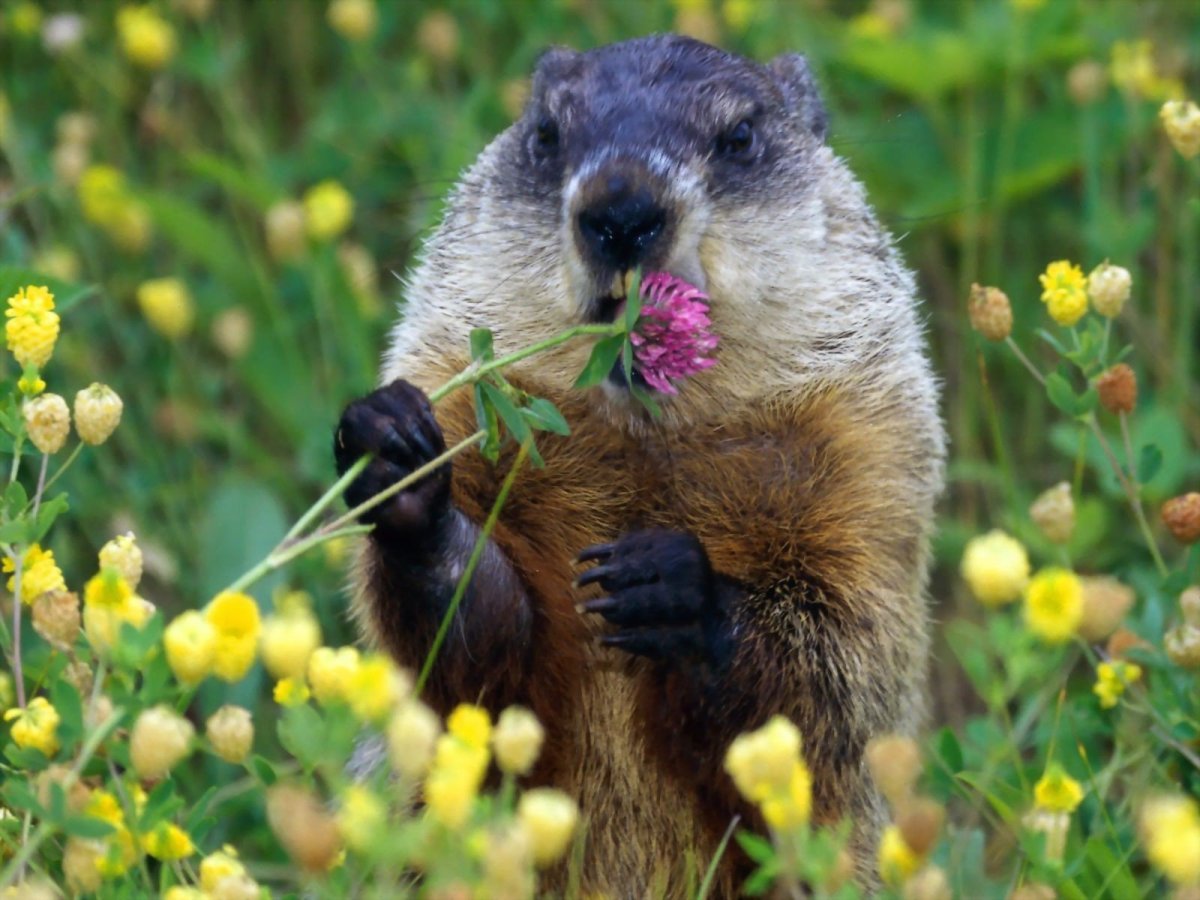 Болотная бобриха