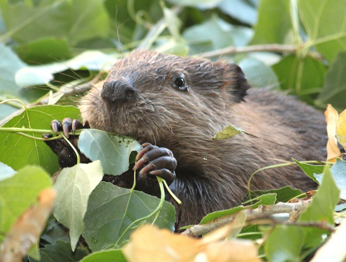 Европейский Речной Бобр