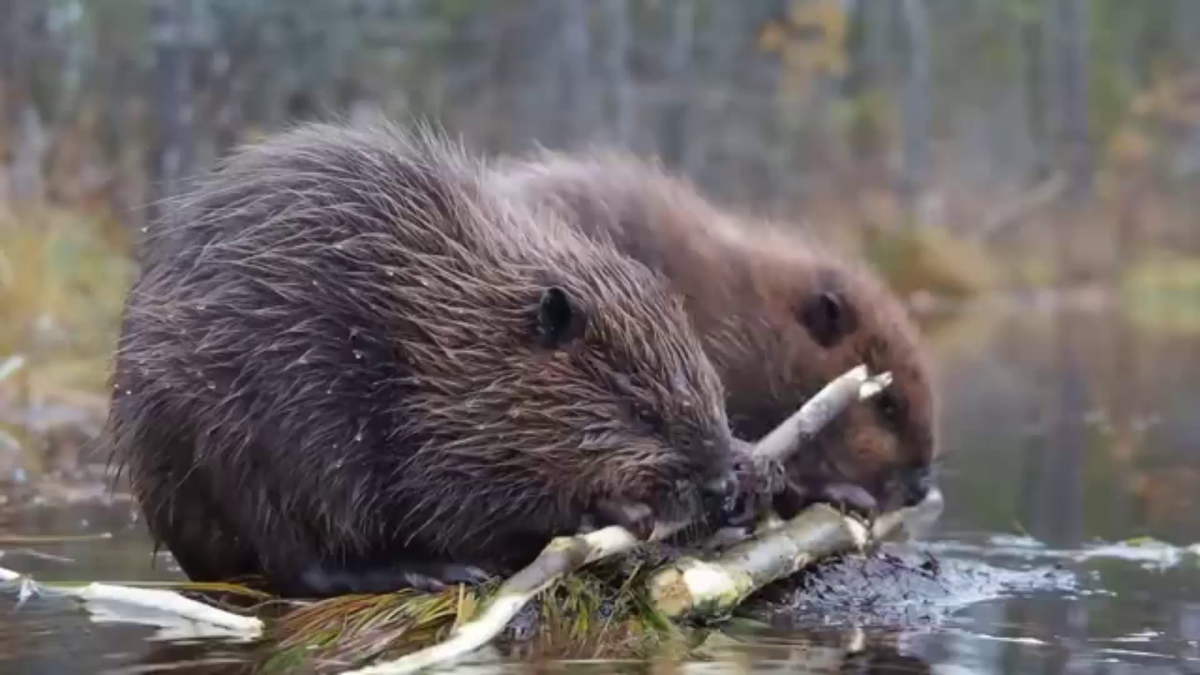 Морская выдра