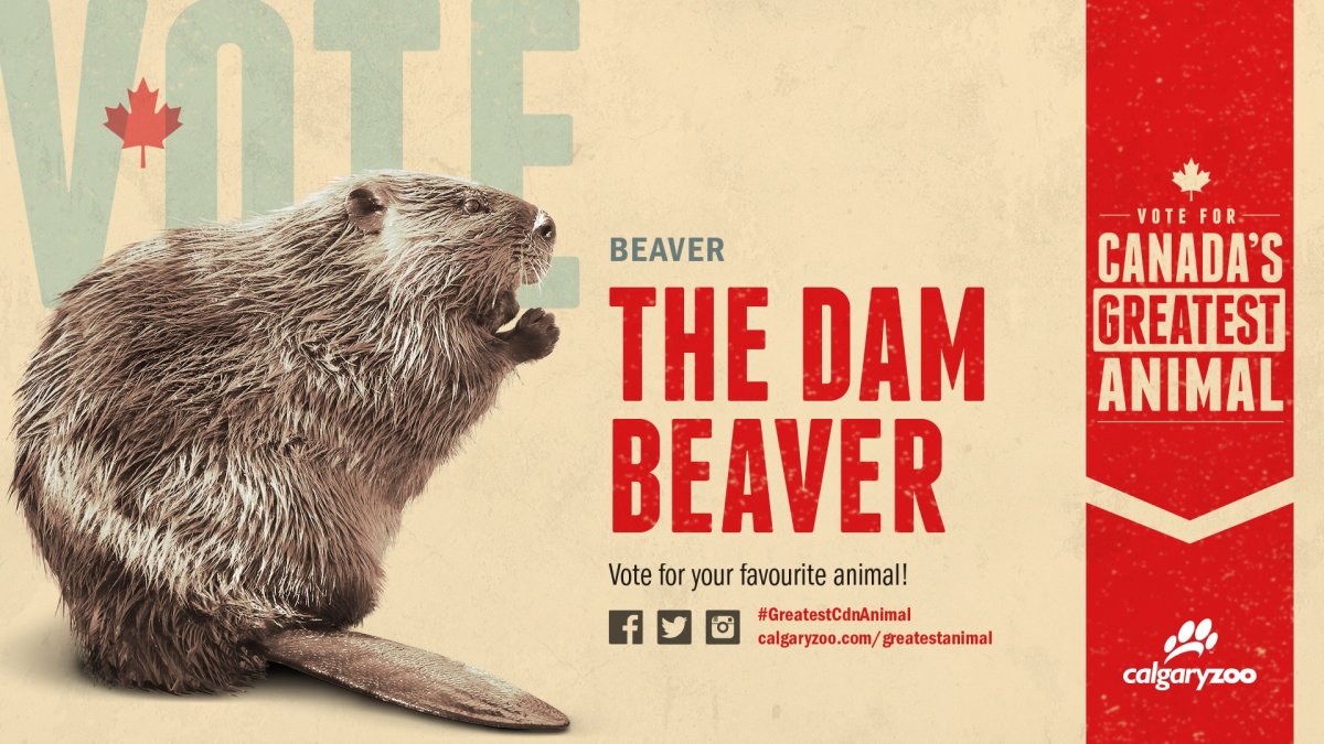 Западно Сибирский Речной Бобр фото