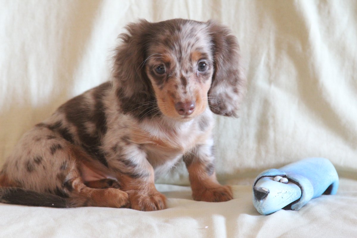 Кроличья такса длинношерстная мраморная