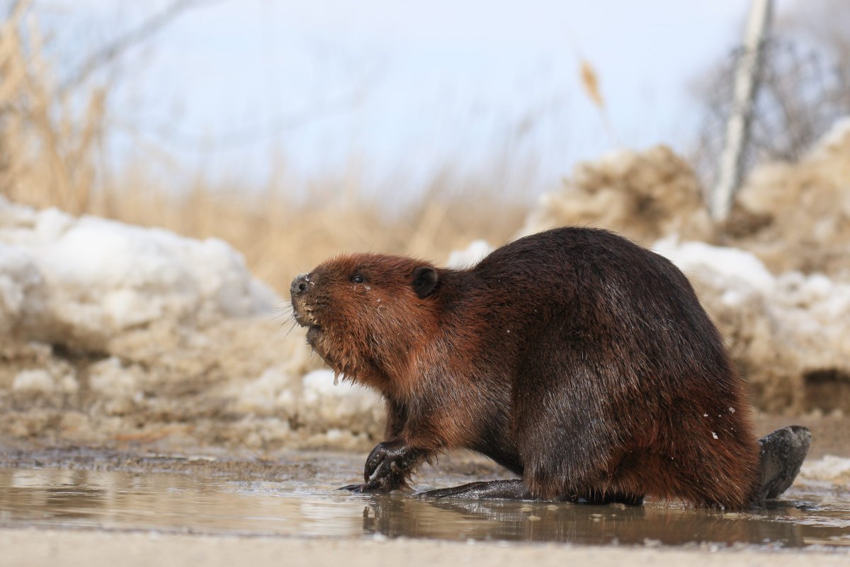 Выдра на рабочий стол 2560 х 1440