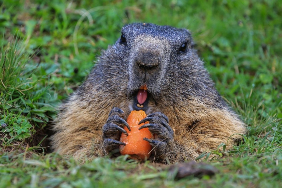 Жирный бобер