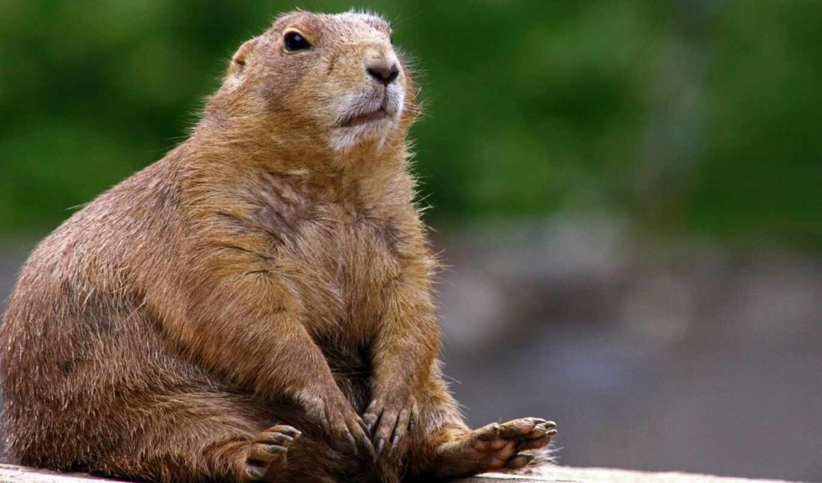 Бобриха с бобренком