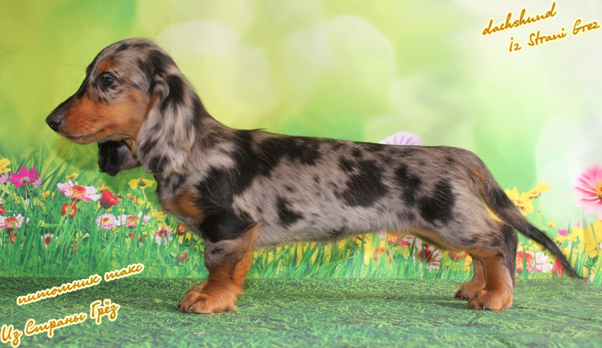 Такса длинношерстная мраморная