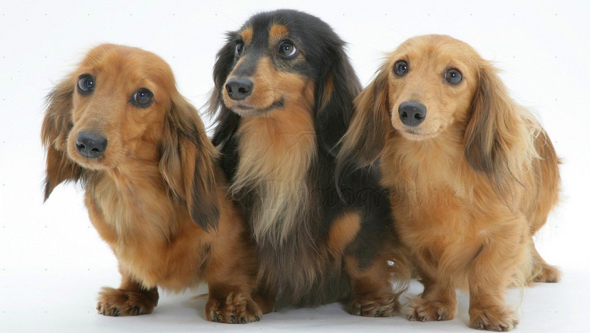 Волосатая такса