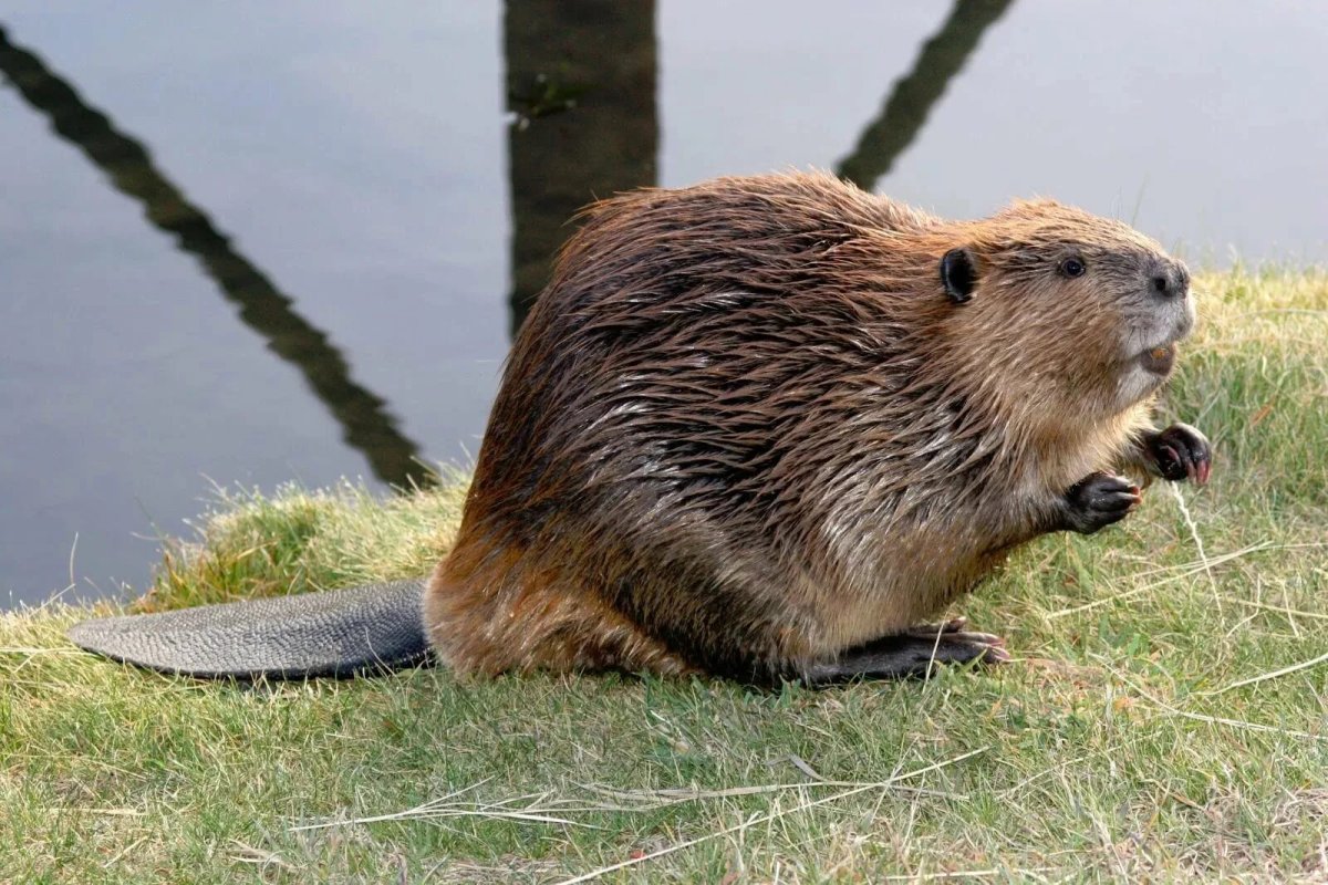 Канадский Бобр (Castor canadensis)