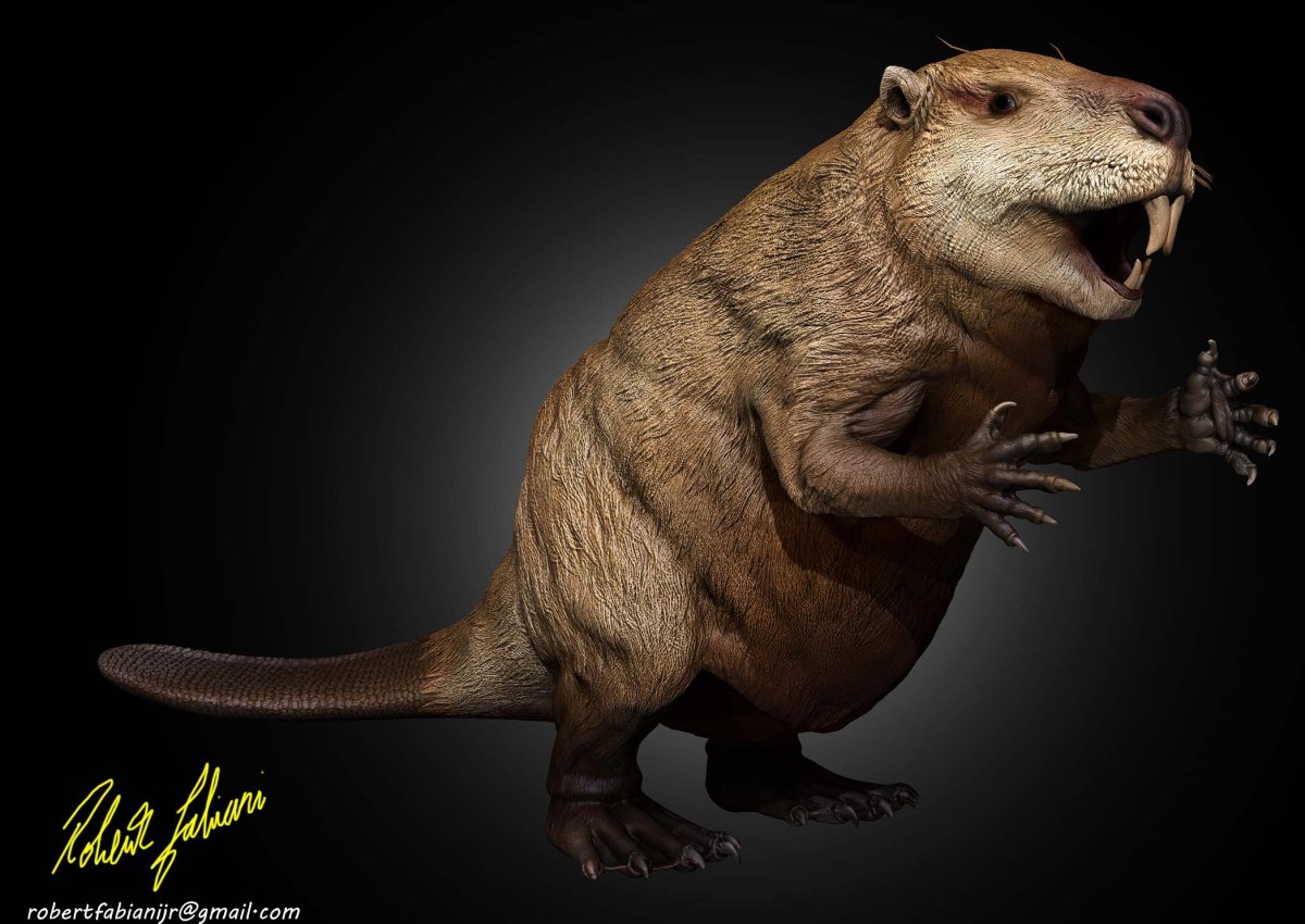 Речной Бобр (Западносибирский подвид)