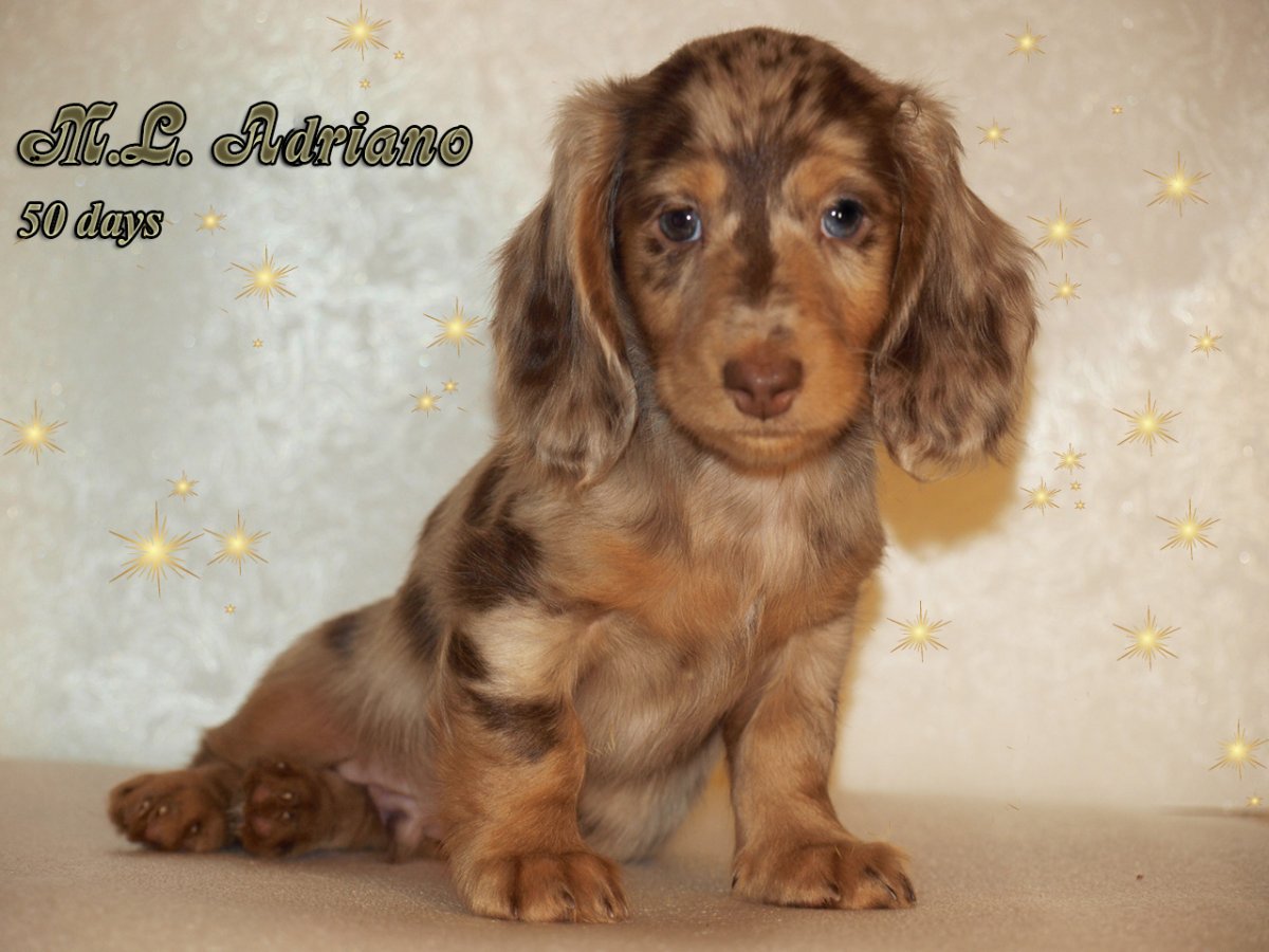 Карликовая такса длинношерстная пятнистая