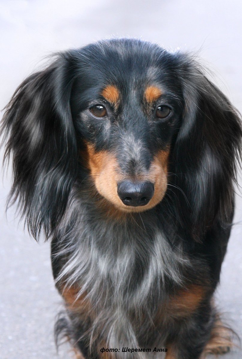 Такса длинношерстная