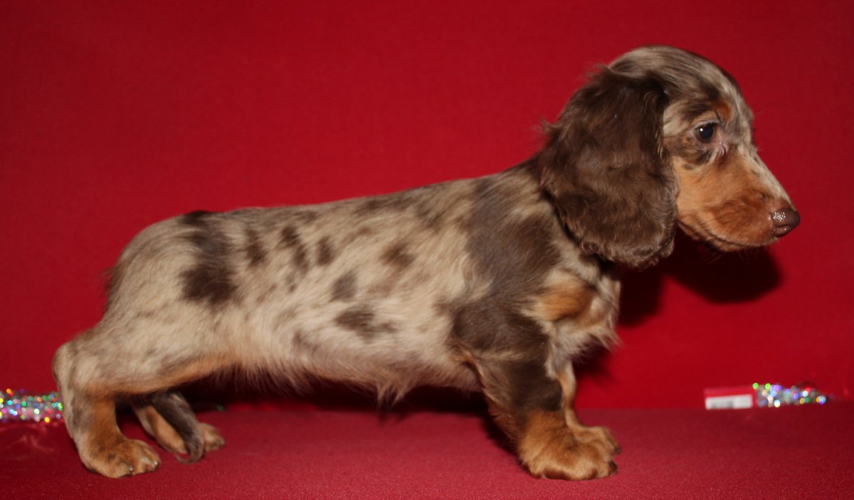 Такса длинношерстная окрасы