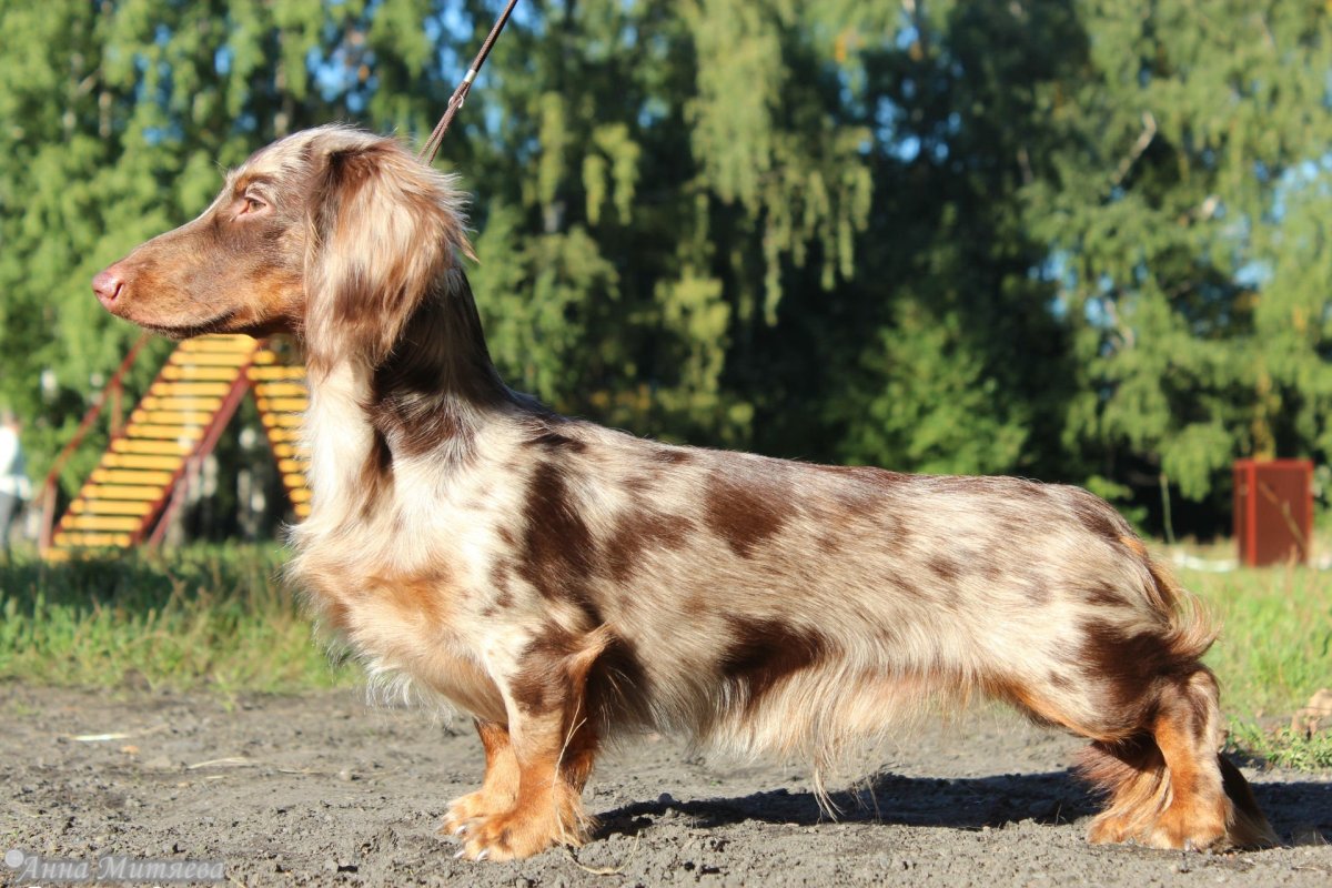 Кроличья такса мраморная