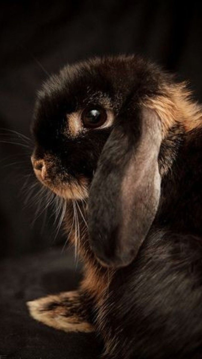 Банни Маск герл