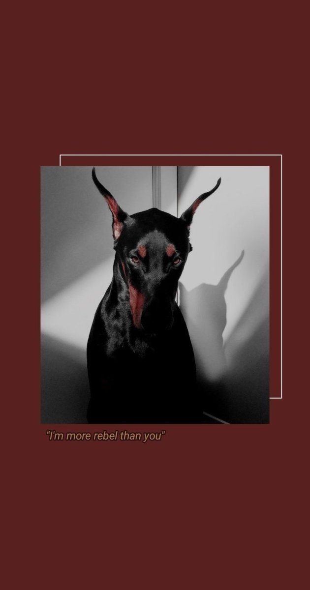 Доберман Эстетика