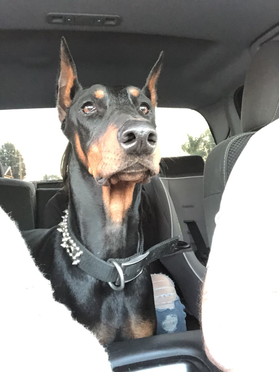 Доберман с пистолетом