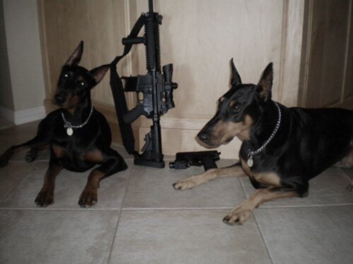 Доберман с ружьем