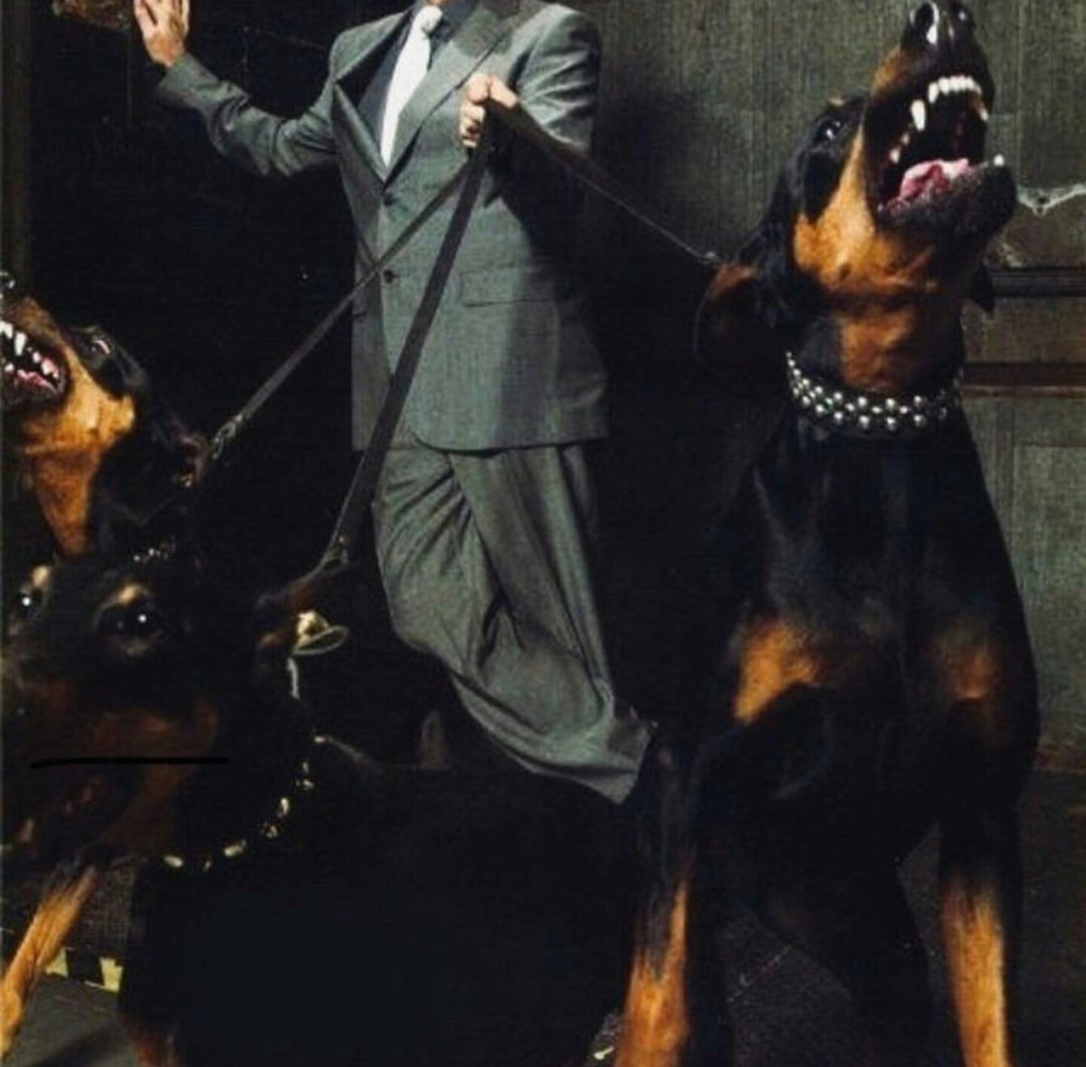 Доберманы убийцы