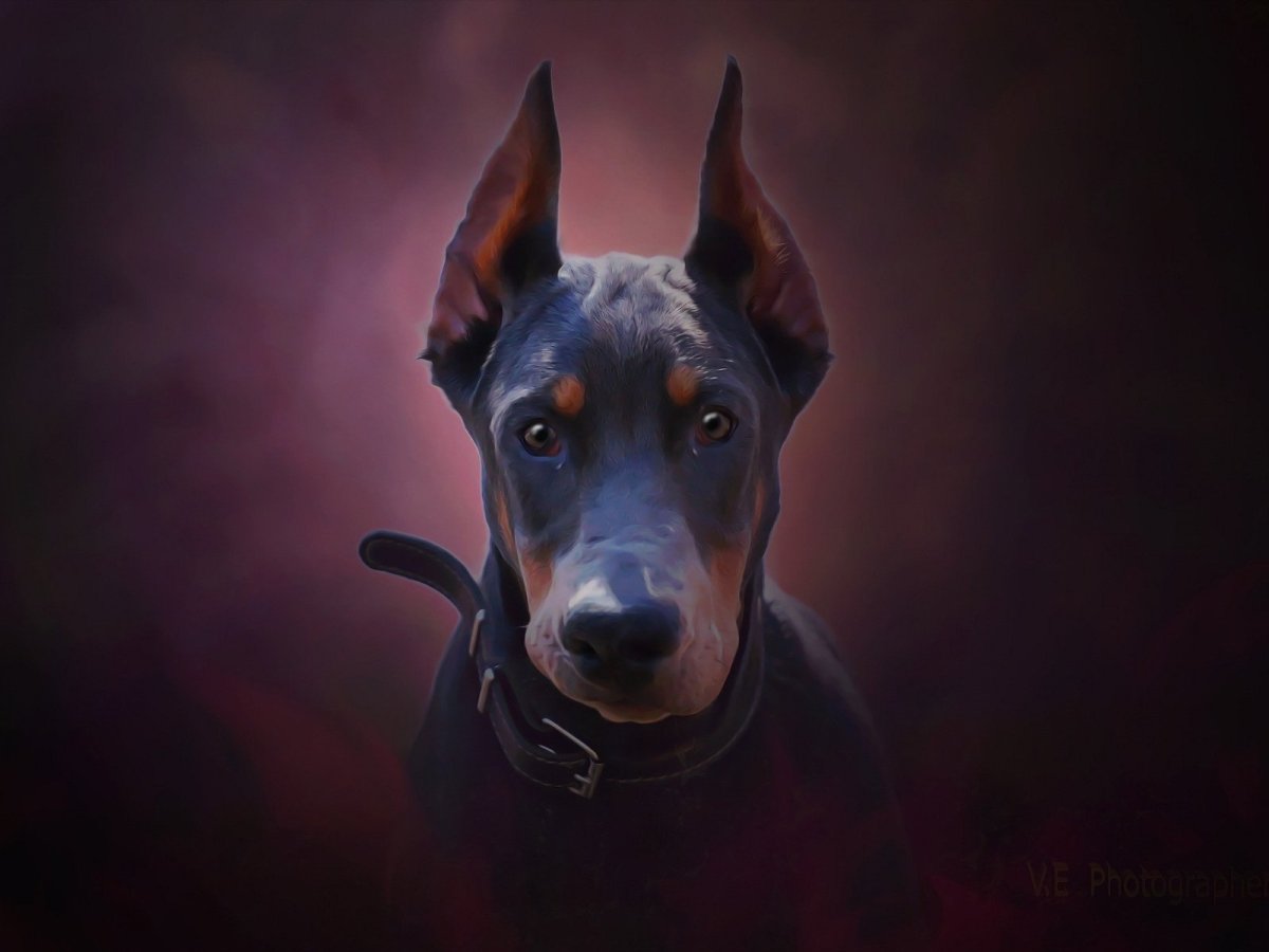 Собака Доберман