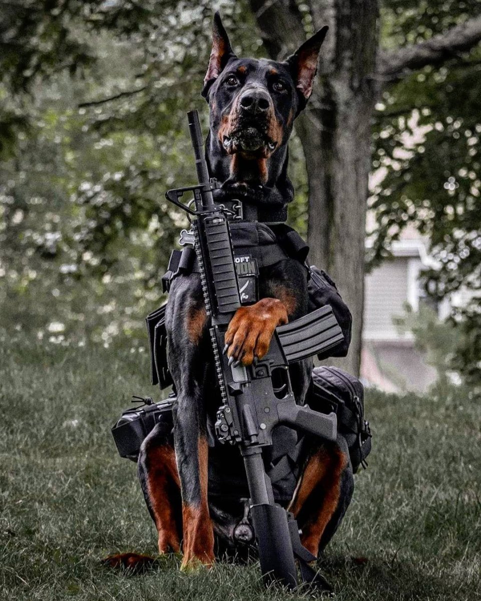 Доберман служебная собака