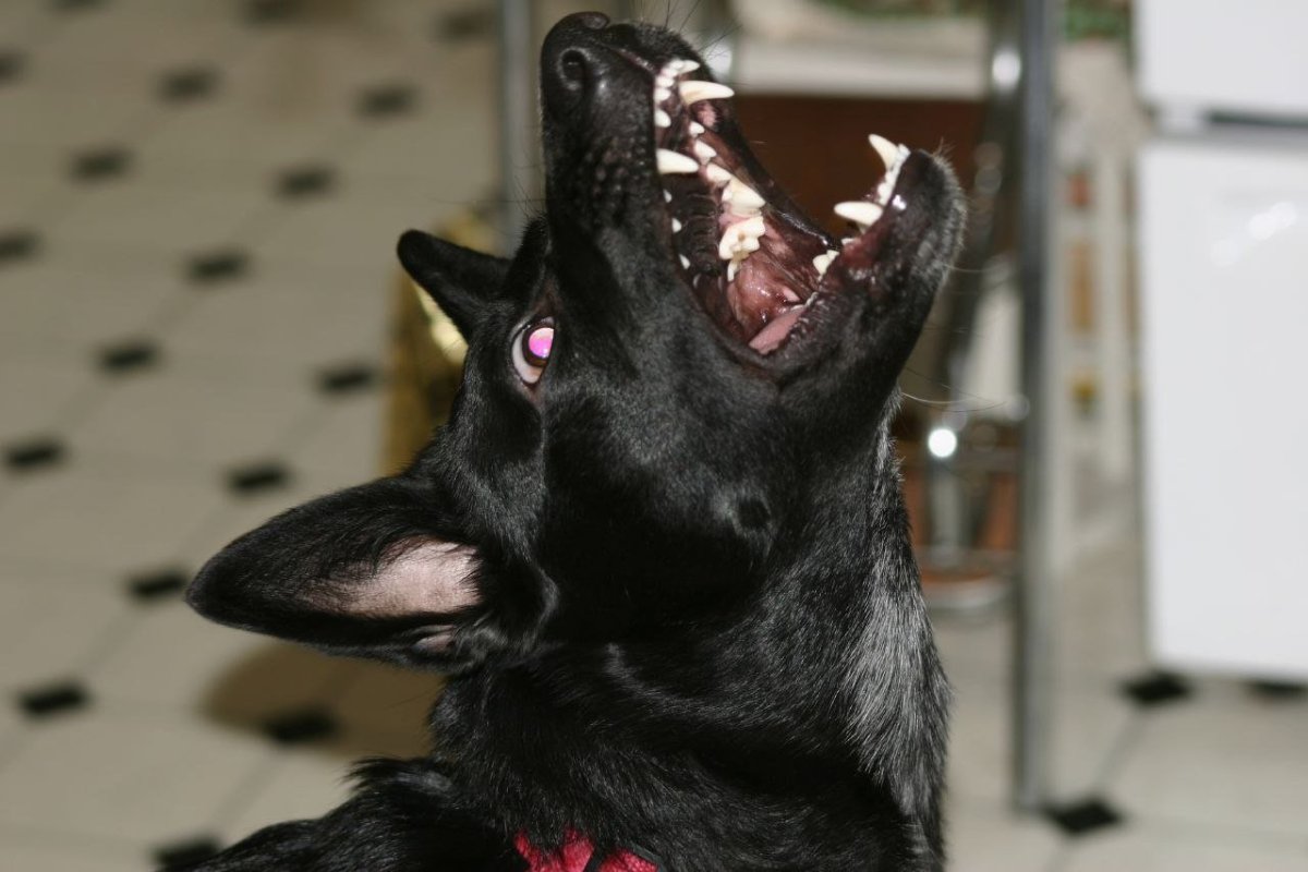 Немецкая овчарка черная злая