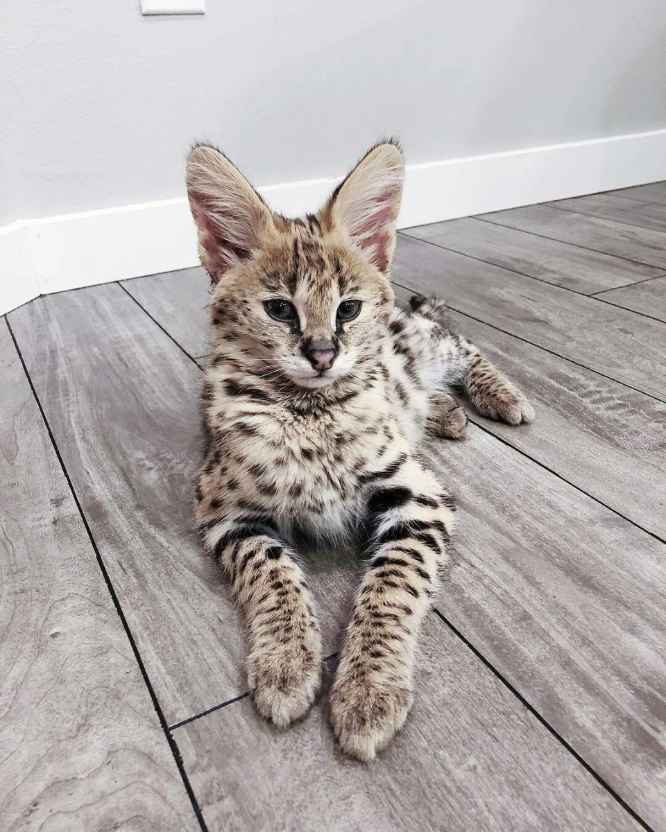 Степной кот Манул