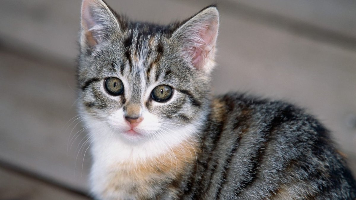 Дворовая кошка