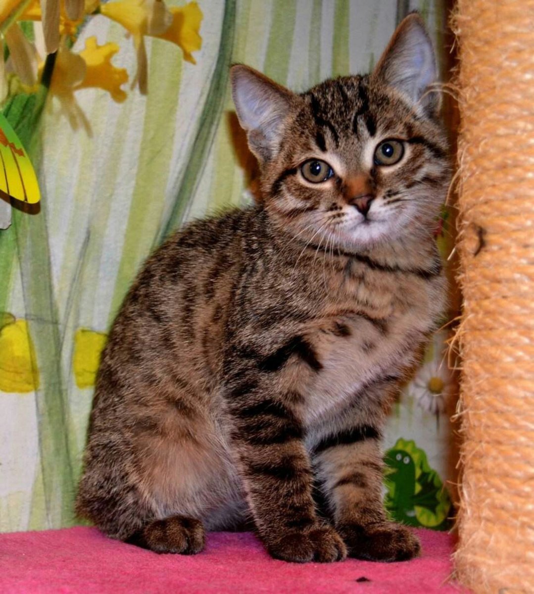 Европейская короткошерстная табби тигровый