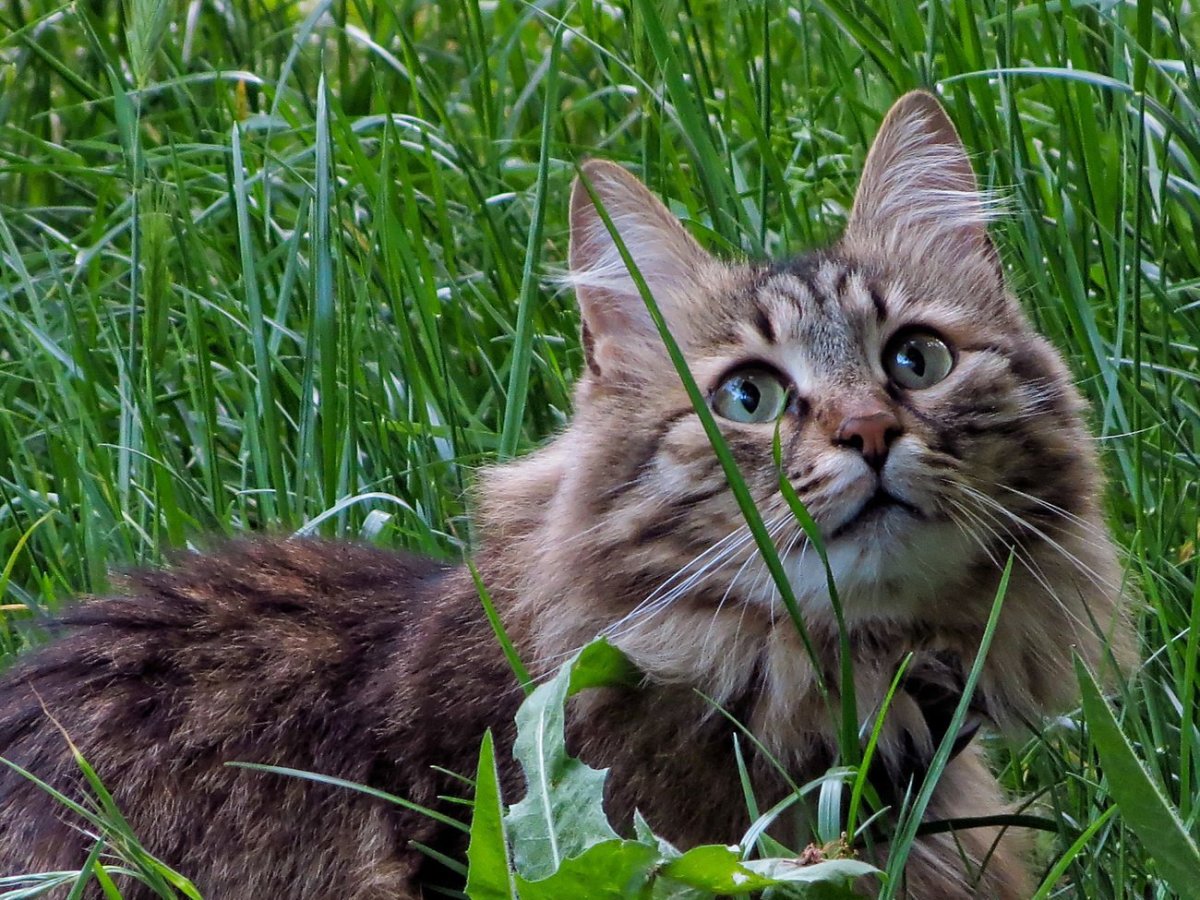 Европейская короткошерстная кошка