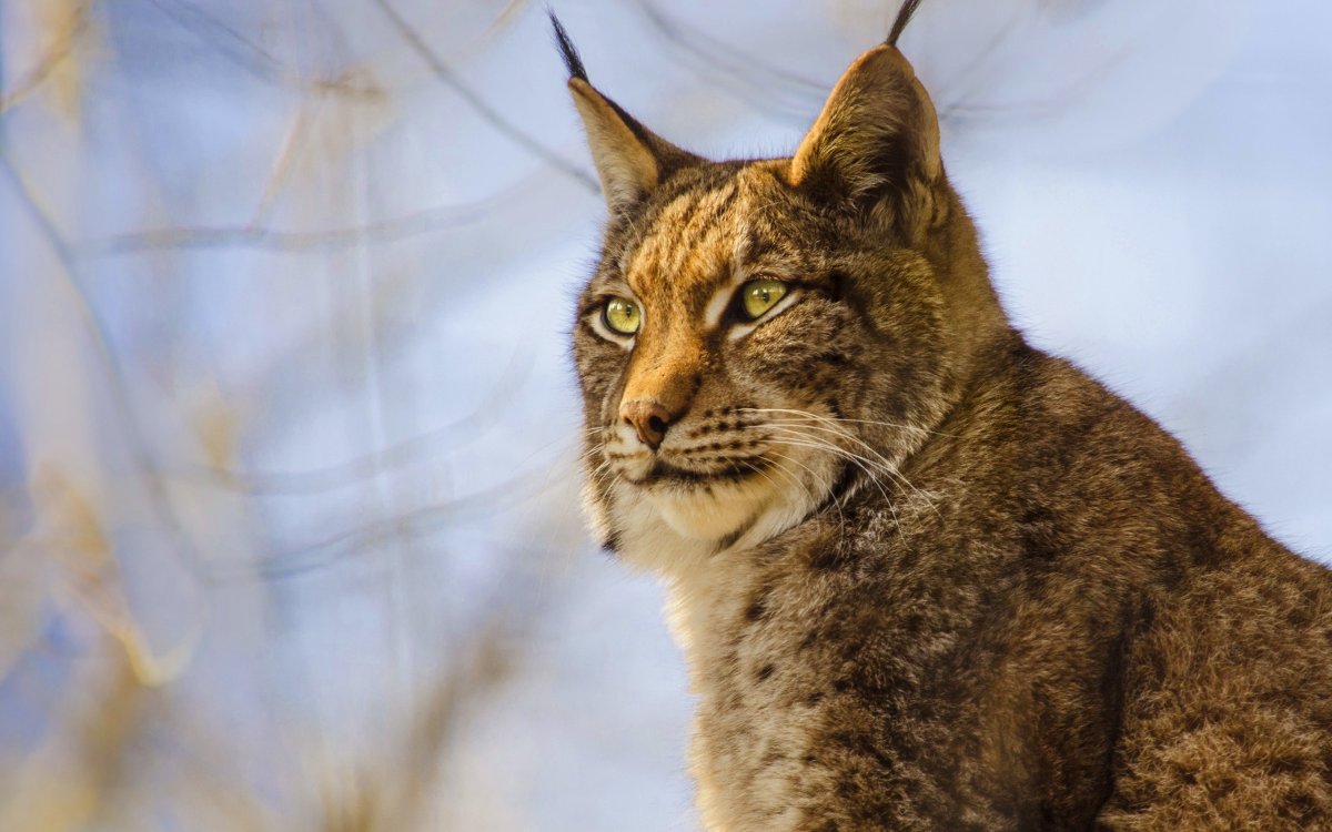 Кошка обыкновенная