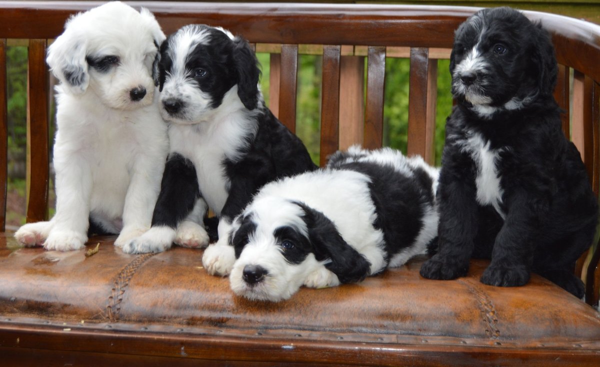 Немецкая овчарка и пудель