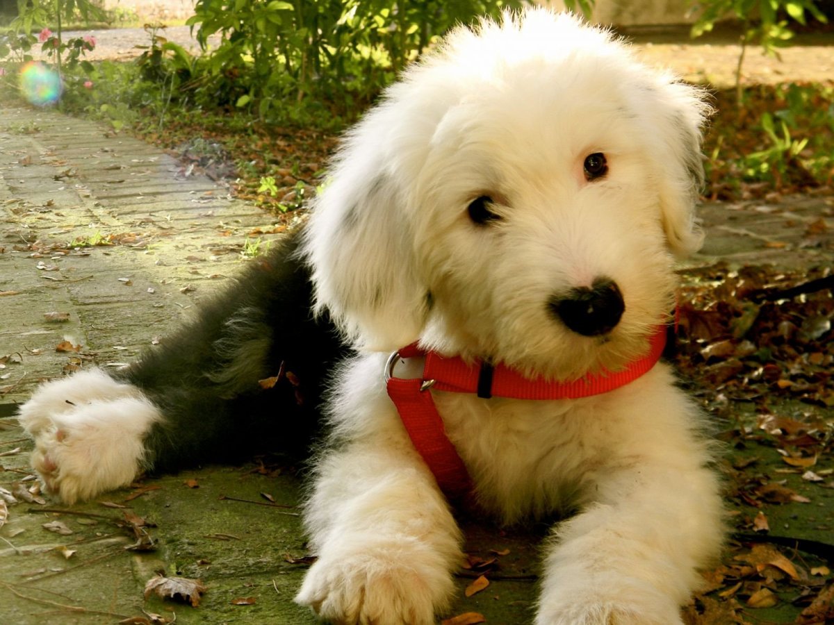 Sheepadoodle порода собак