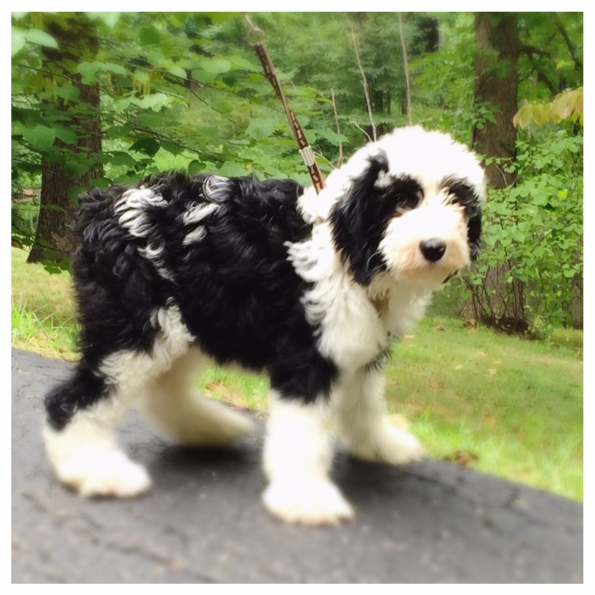 Шипердудл порода