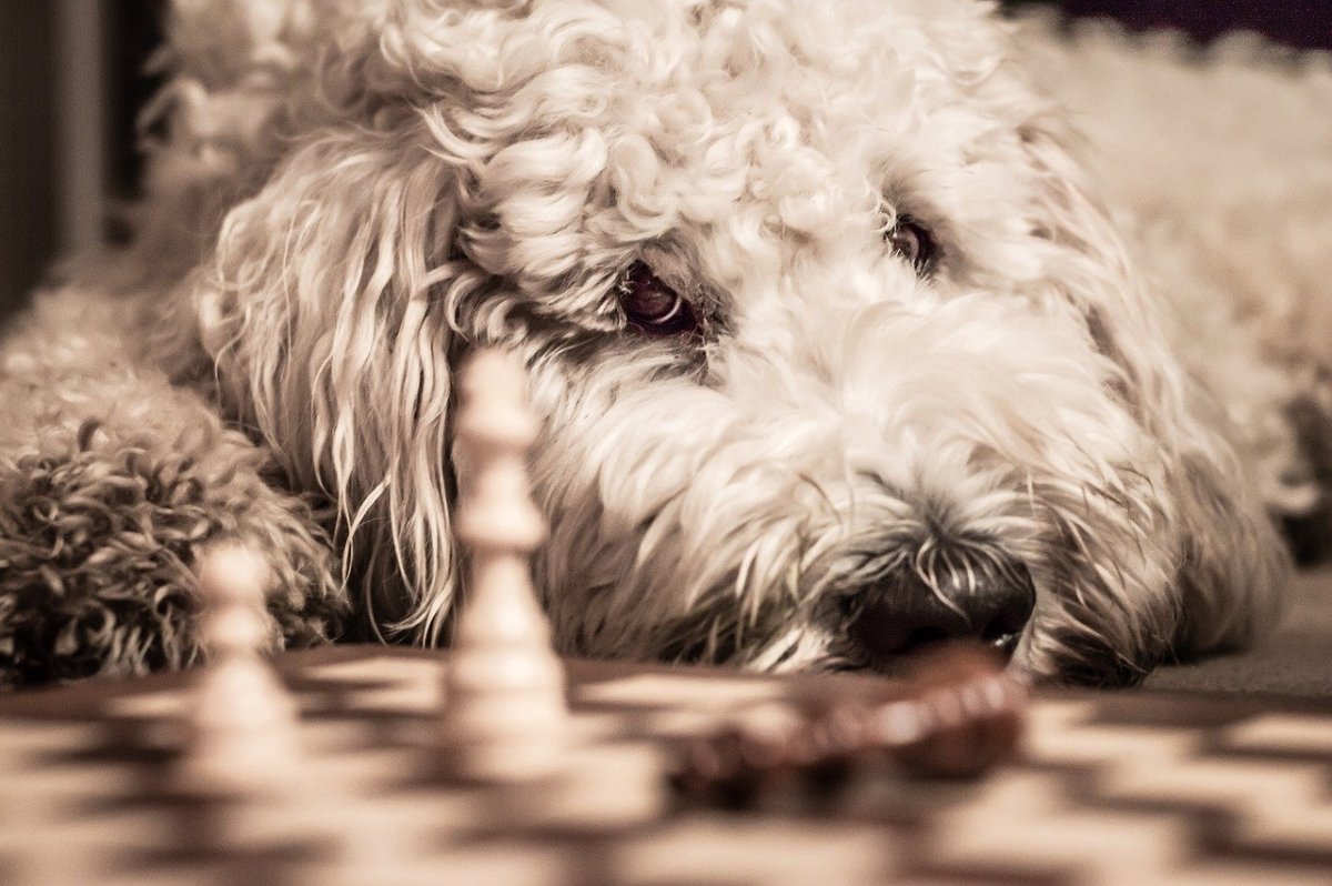 Chess Dog