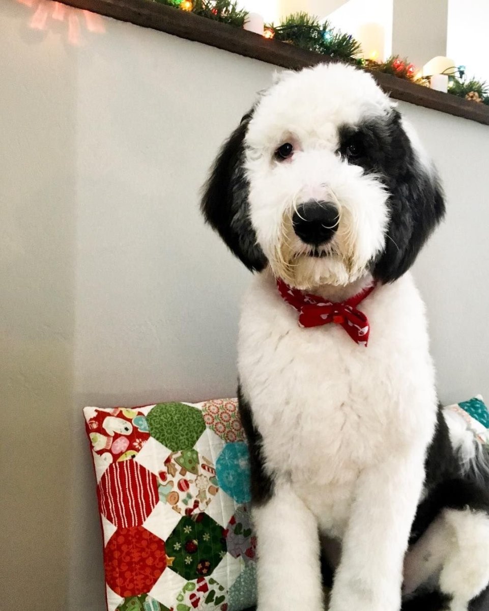 Sheepadoodle порода собак