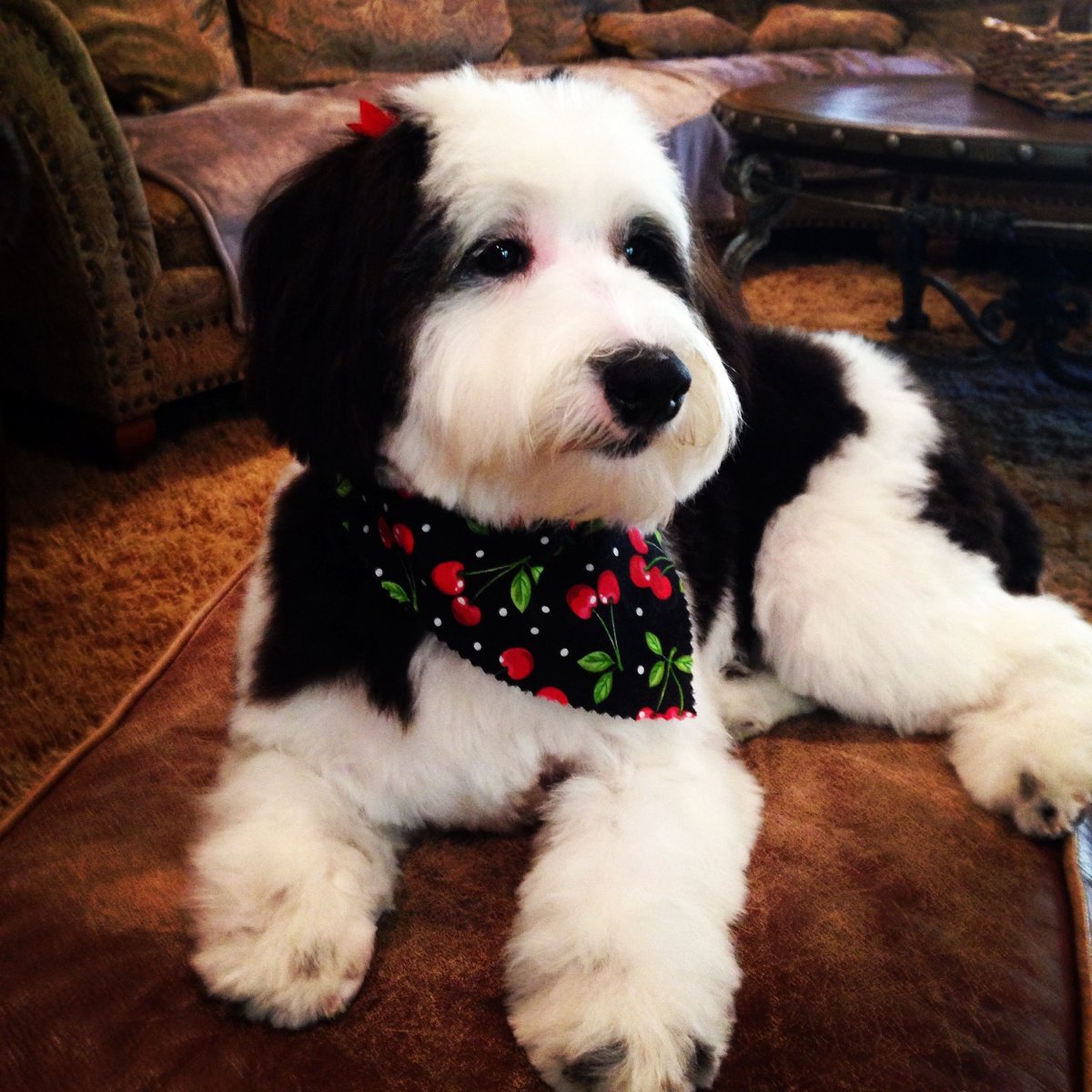 Порода схожая с шепадудлем