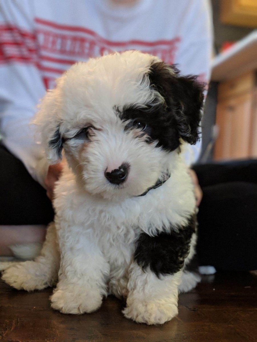 Sheepadoodle порода