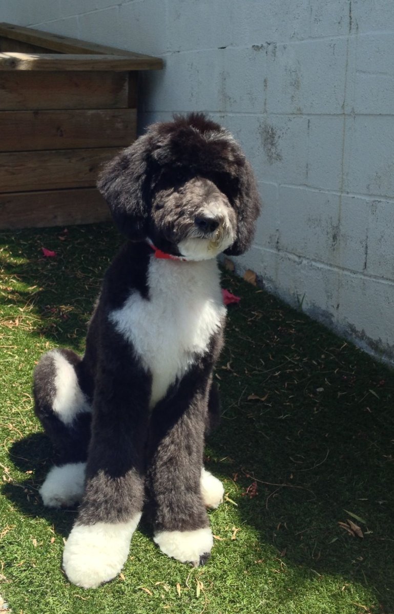 Собака в сугробе