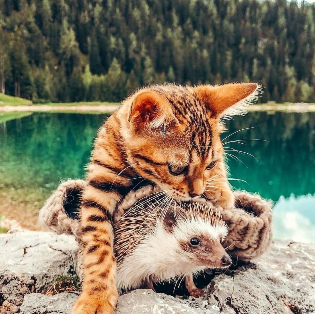 Порода Мейн кун рост