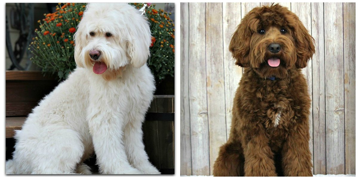 Собака из фильма звезда родилась