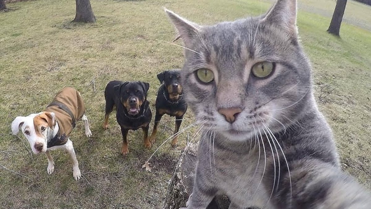 Дерзкий кот