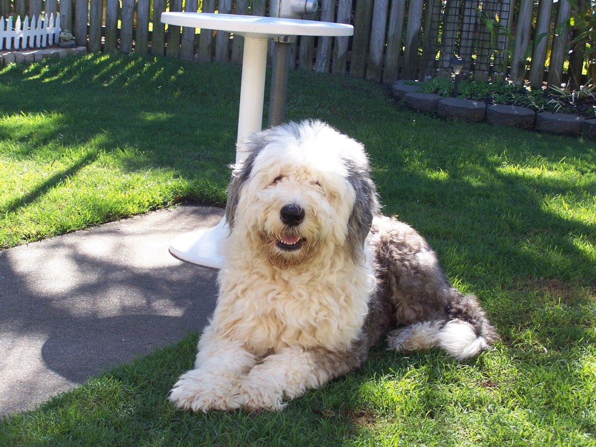 Комондор / Komondor (53) к