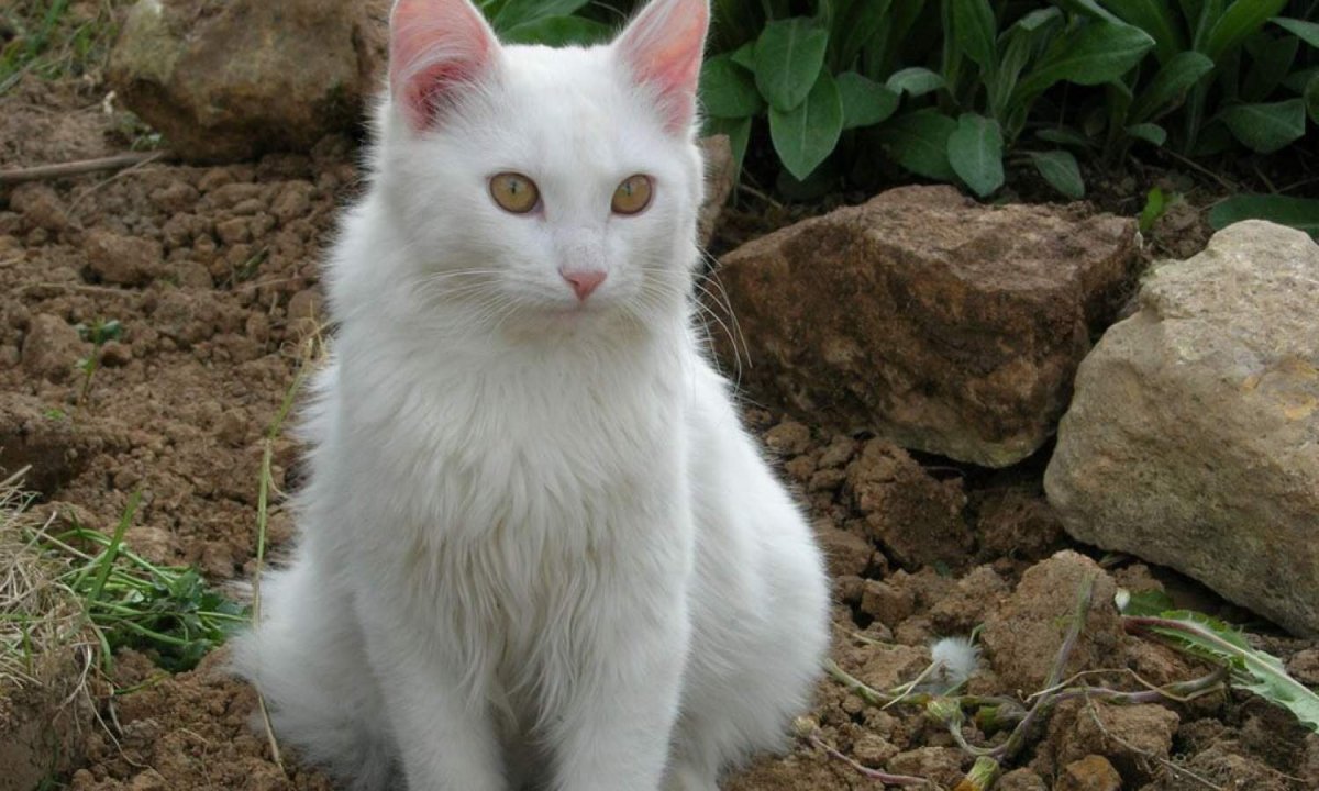 Бежевая Эстетика кот