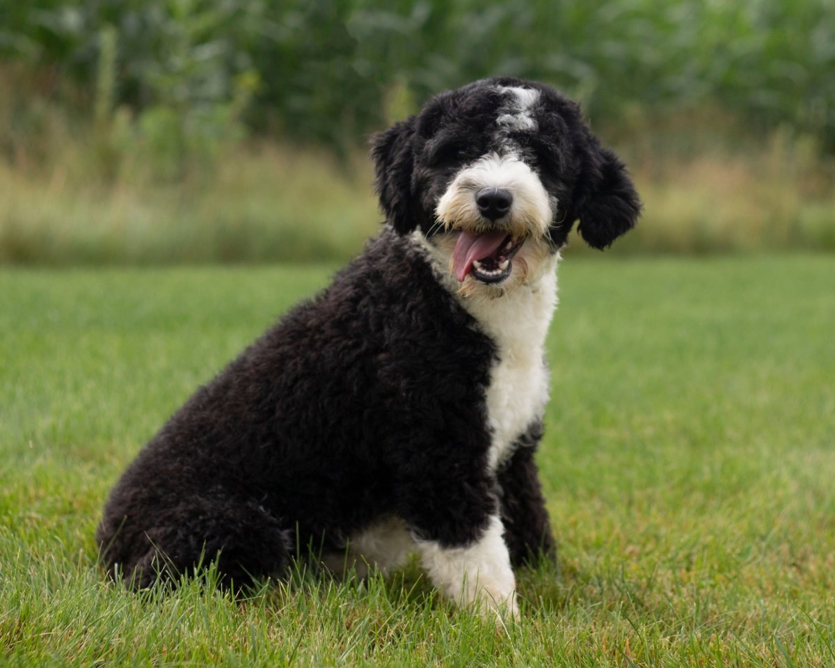 Шепадудль черный