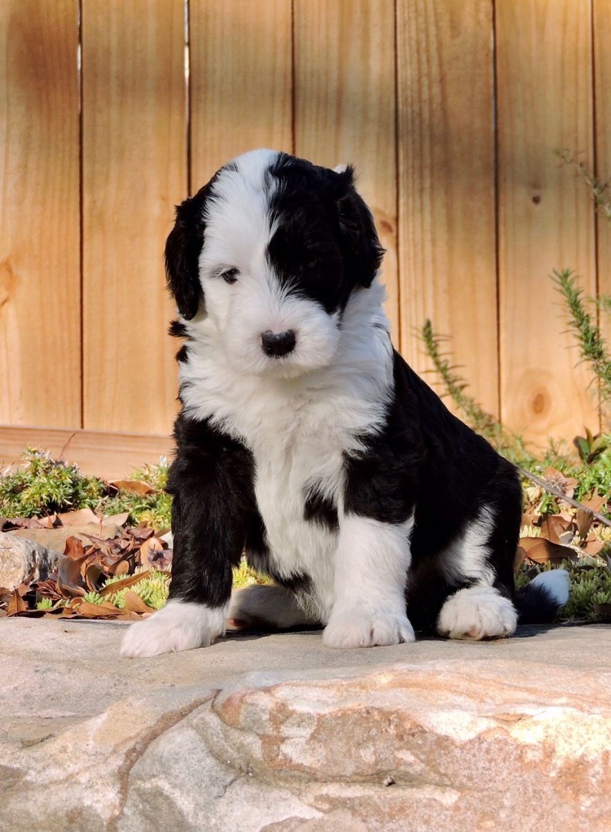 Sheepadoodle порода собак